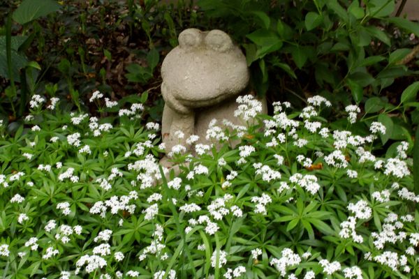 Pelēka varde, kas priekšķepā tur zodu un sēž augos, kuriem ir starainas, zaļas lapas un balti ziediņi.
